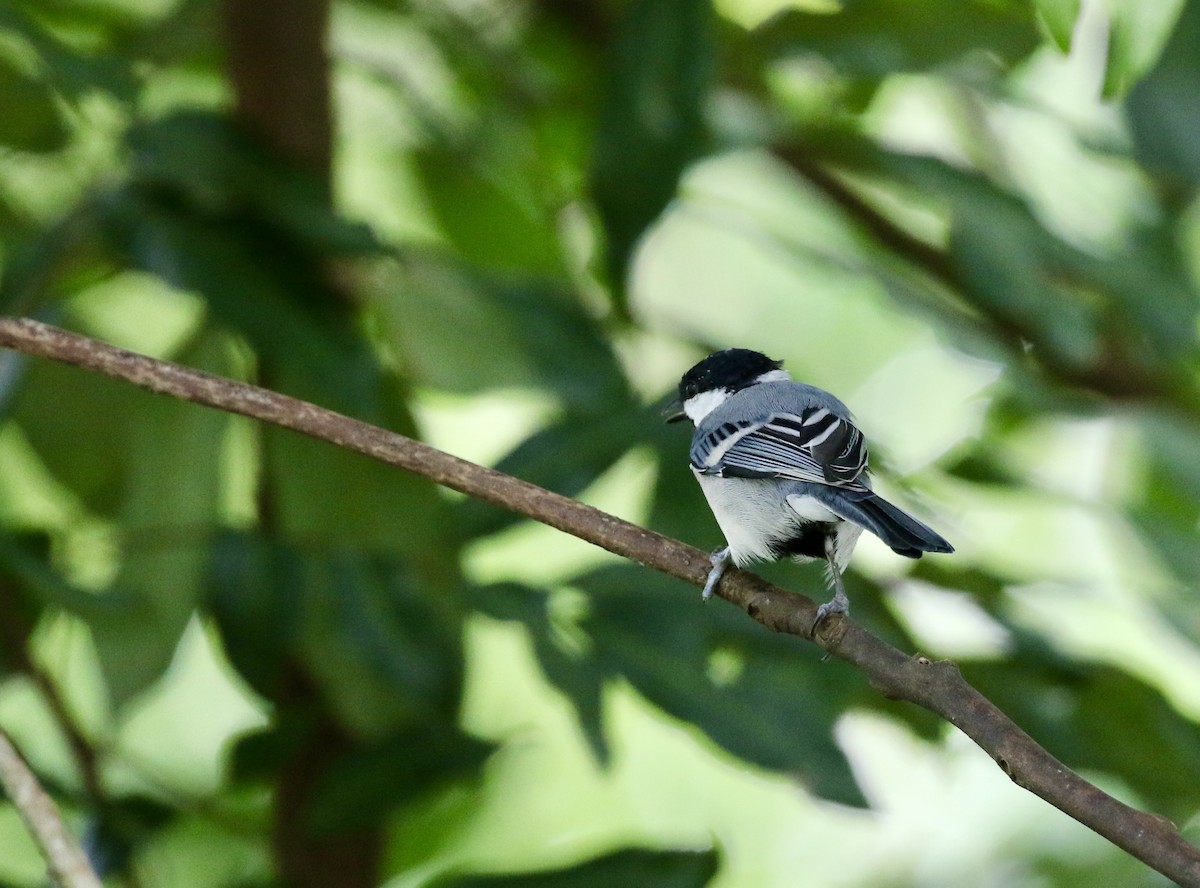 Asian Tit (commixtus) - ML641697902