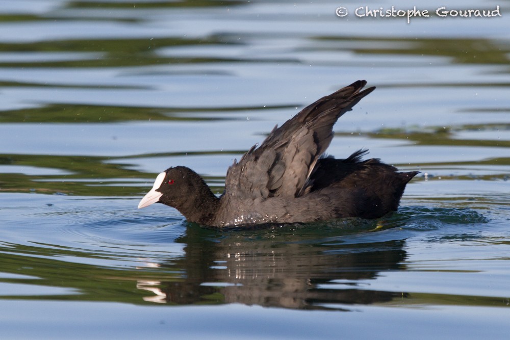 Eurasian Coot - ML64169791