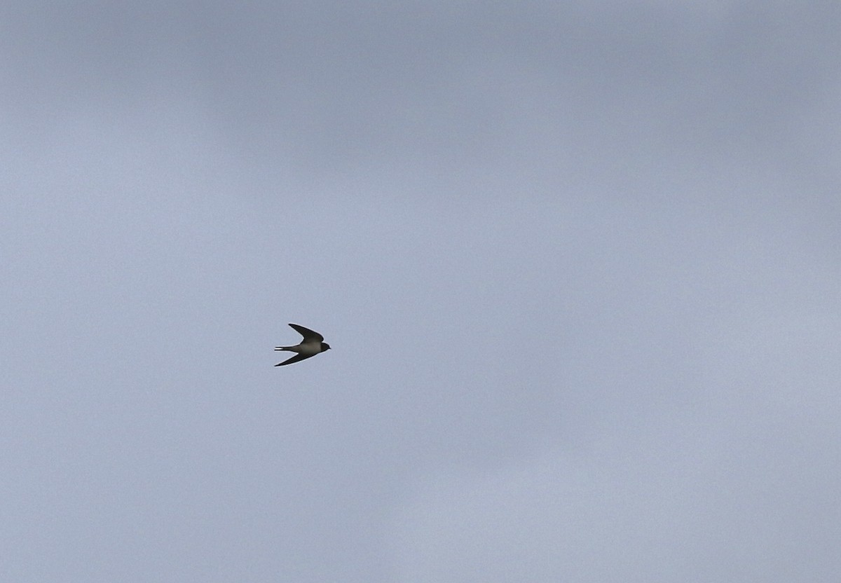 Barn Swallow - ML641697930