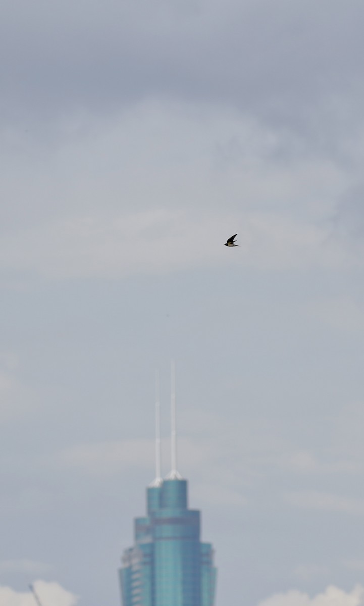 Barn Swallow - ML641697931