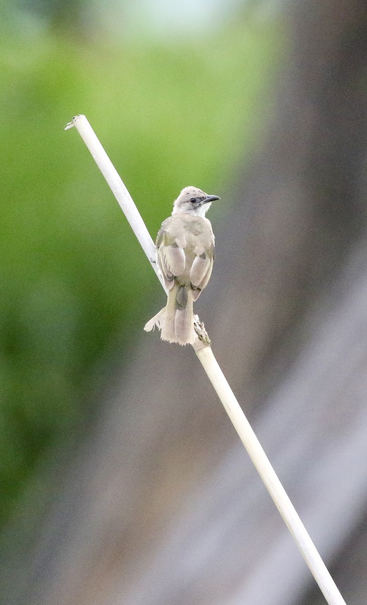 Light-vented Bulbul - ML641697938