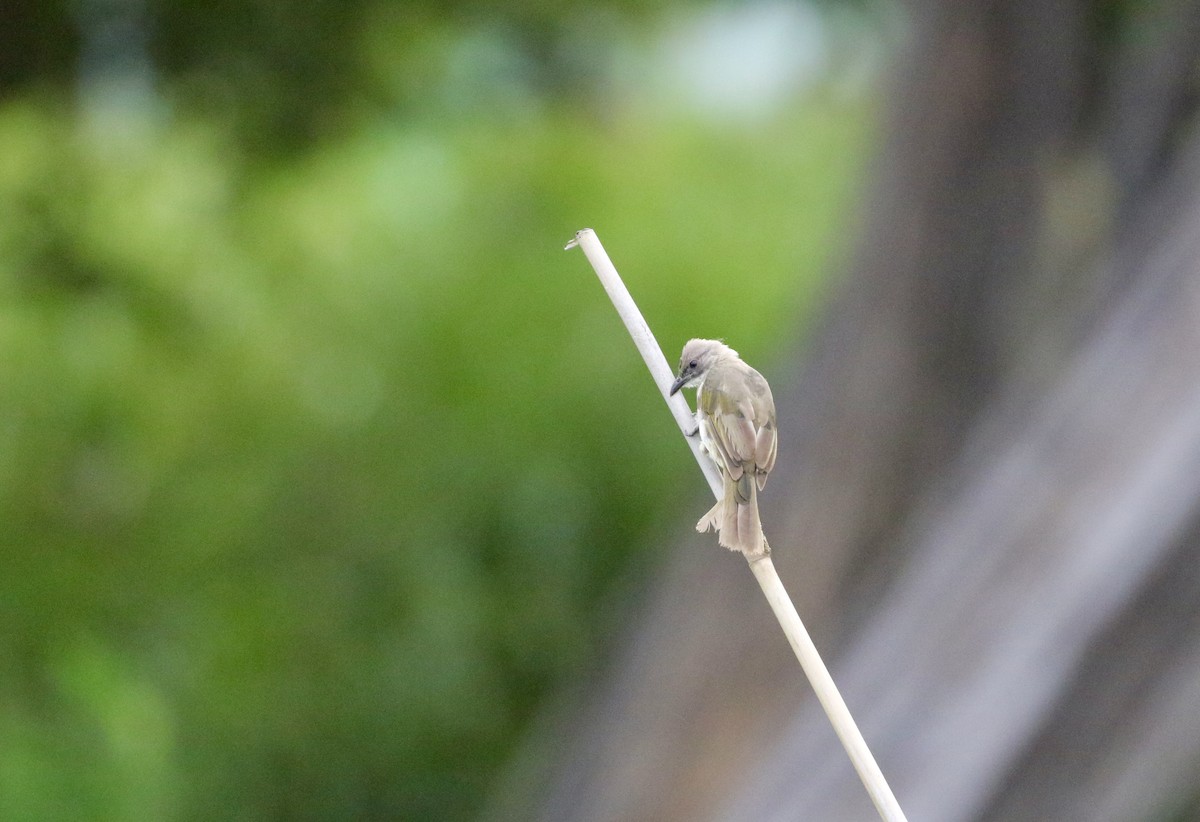 Light-vented Bulbul - ML641697939