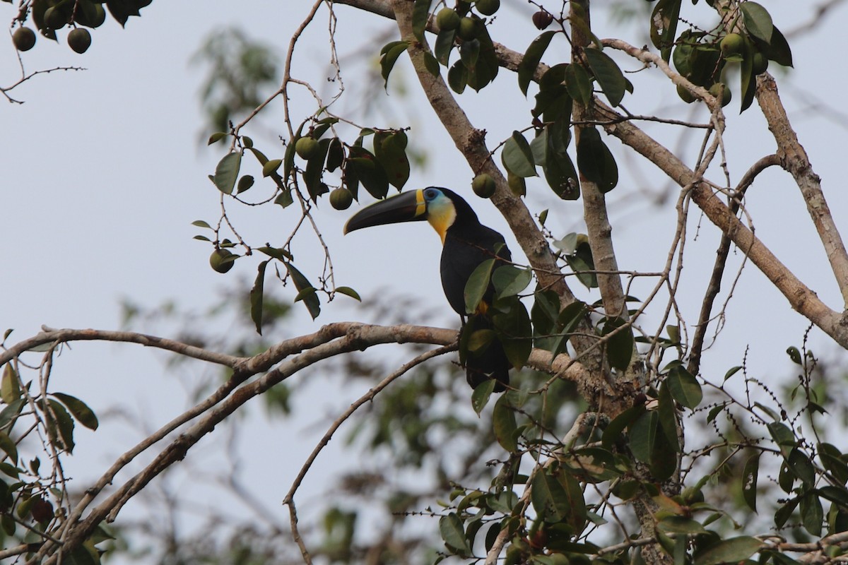 Channel-billed Toucan - ML641697972