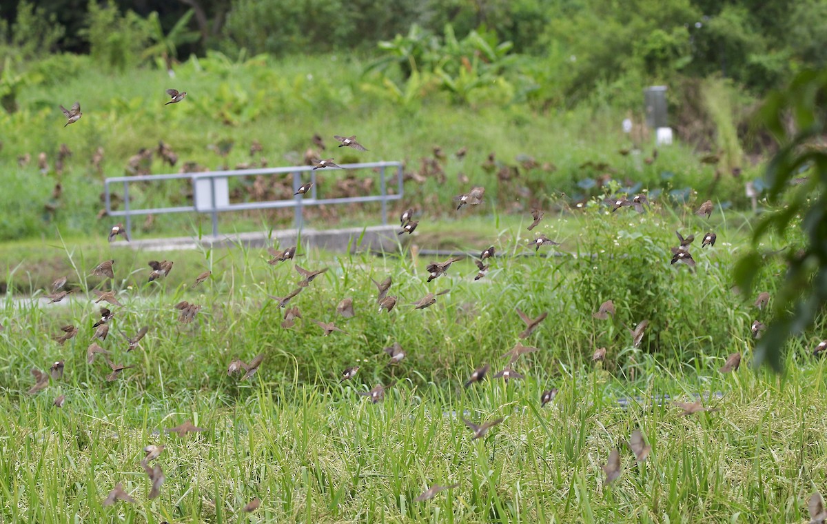 White-rumped Munia - ML641697987