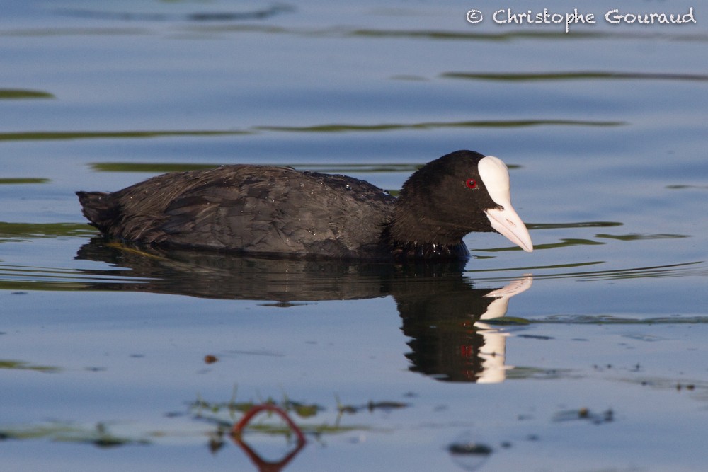 Eurasian Coot - ML64169801