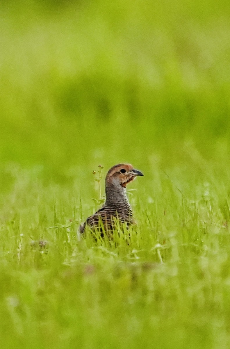 Gray Francolin - ML641698011