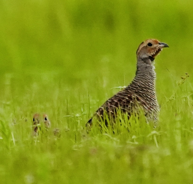 Gray Francolin - ML641698012