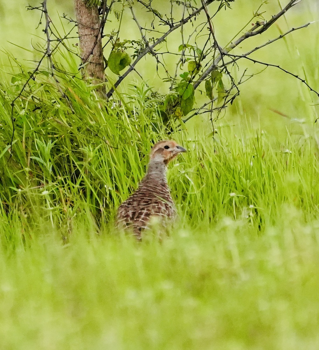 Gray Francolin - ML641698013