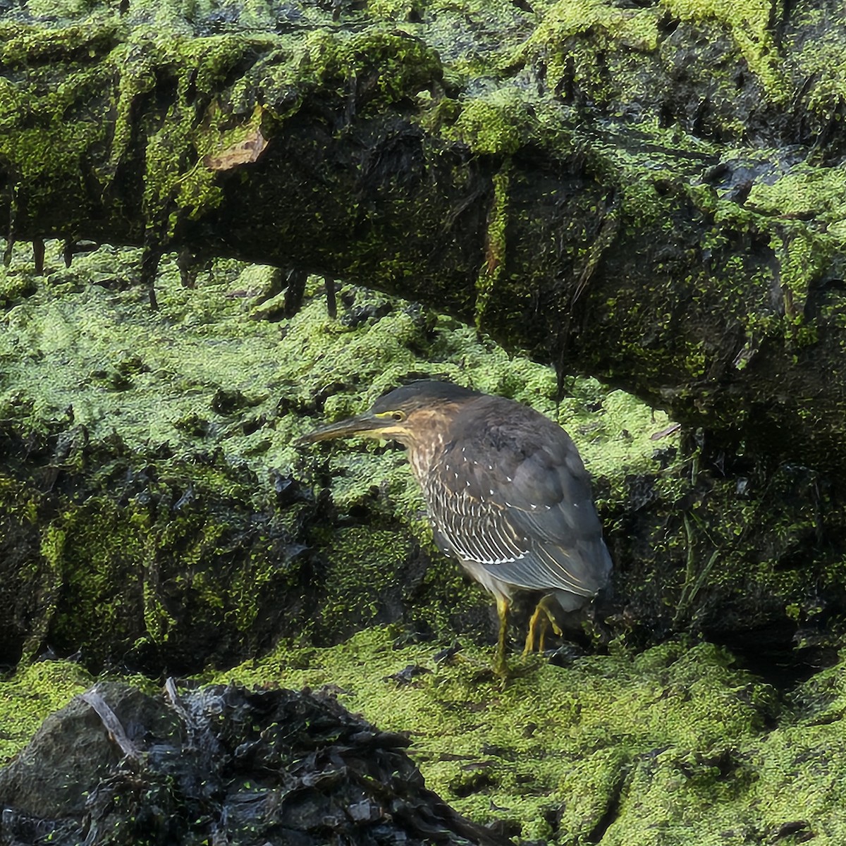 Grünreiher - ML641698063