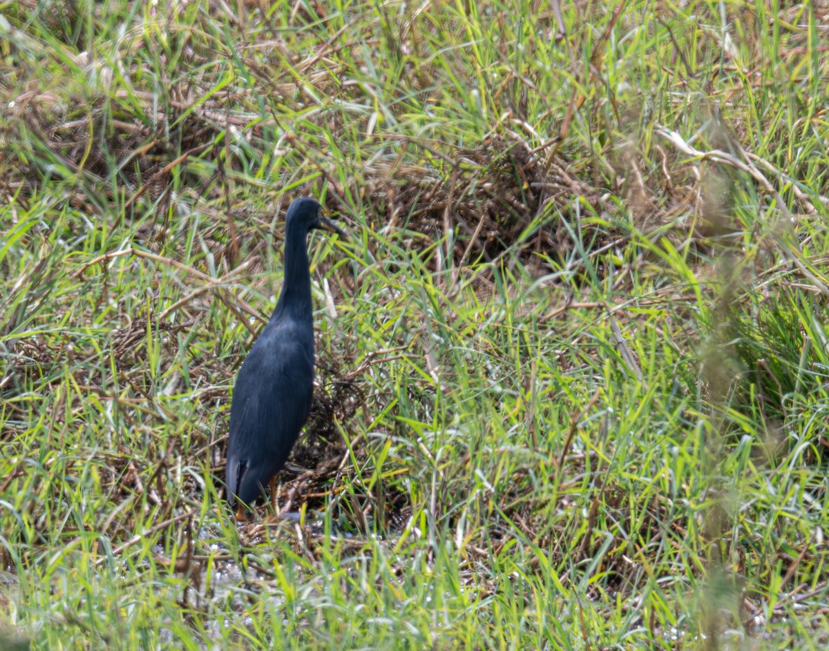 Rufous-bellied Heron - ML641698064