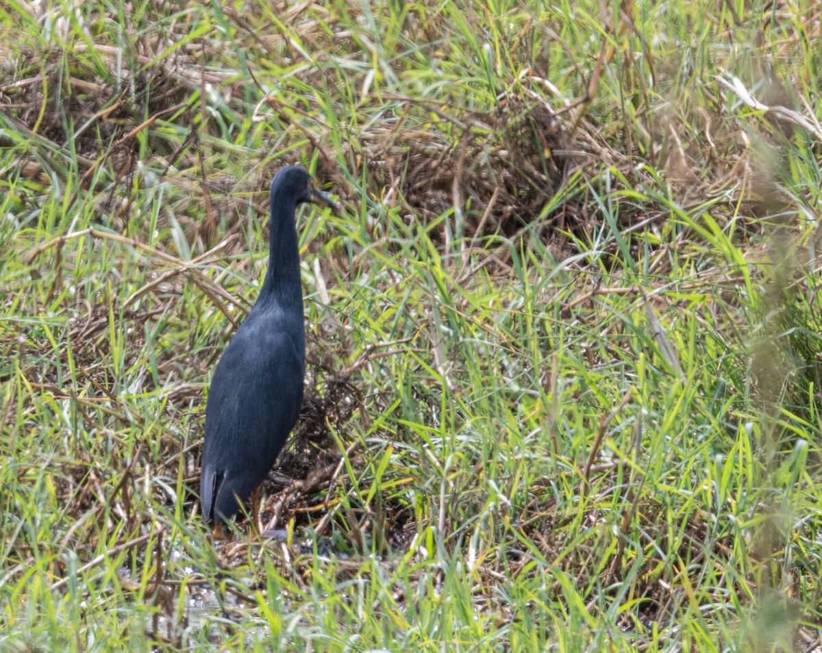 Rufous-bellied Heron - ML641698065
