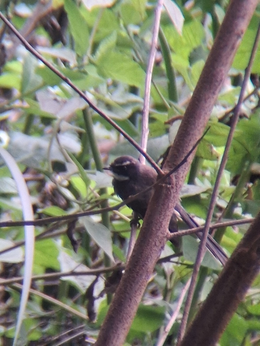Spot-breasted Fantail - ML641698081