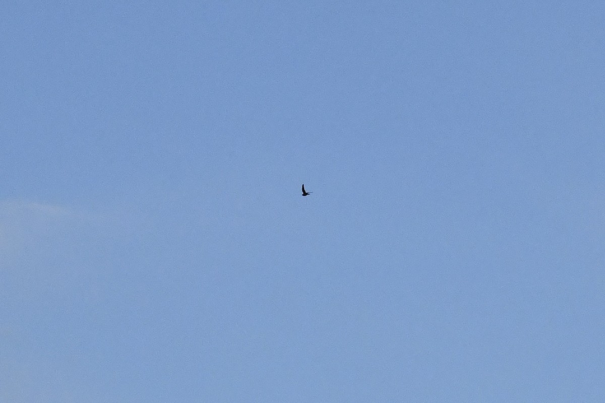 Common Nighthawk - ML641698158