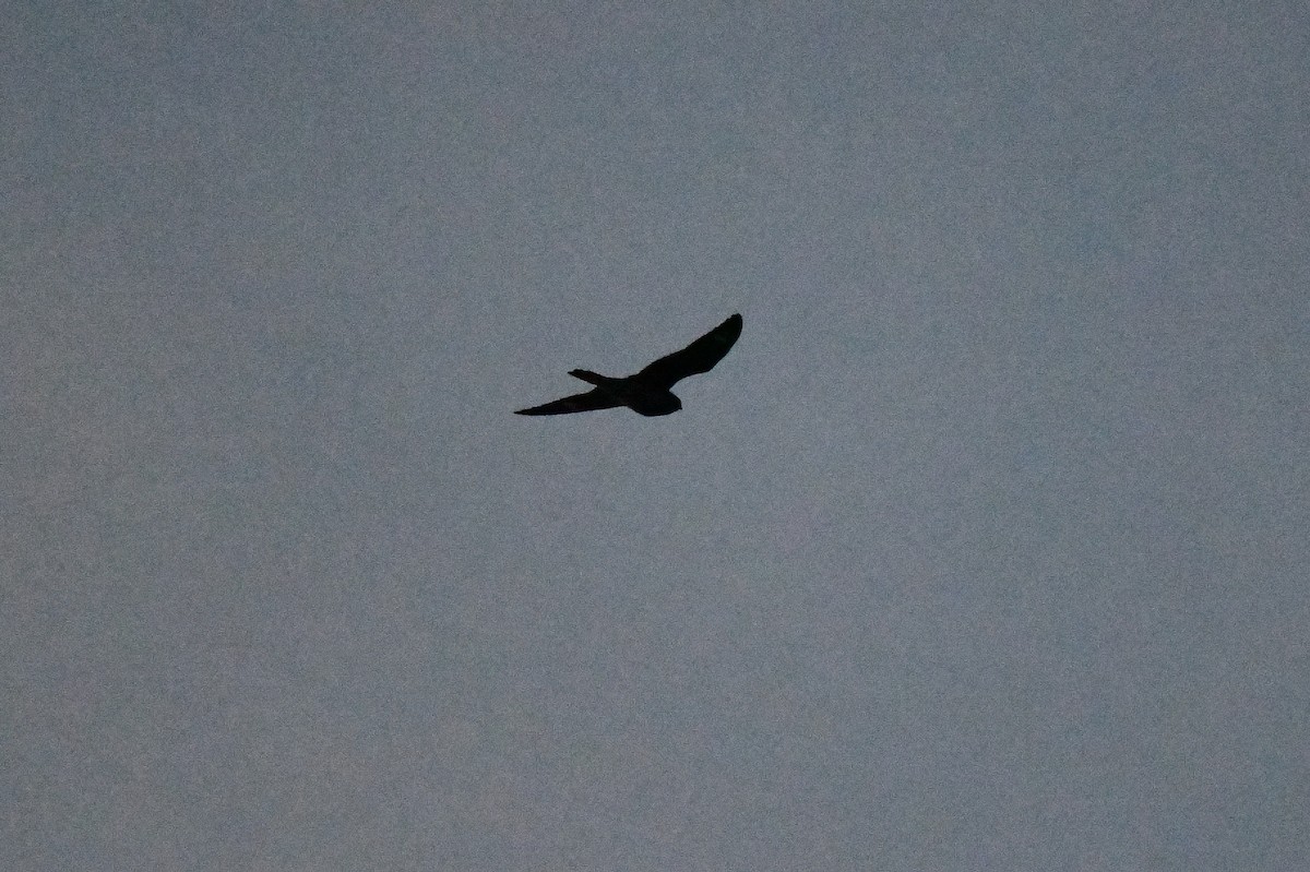 Common Nighthawk - ML641698167