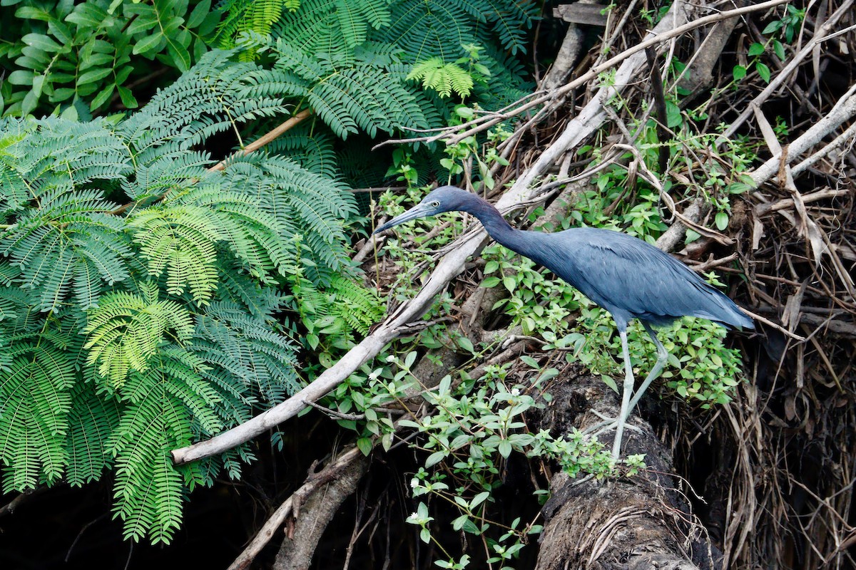 Little Blue Heron - ML641698186