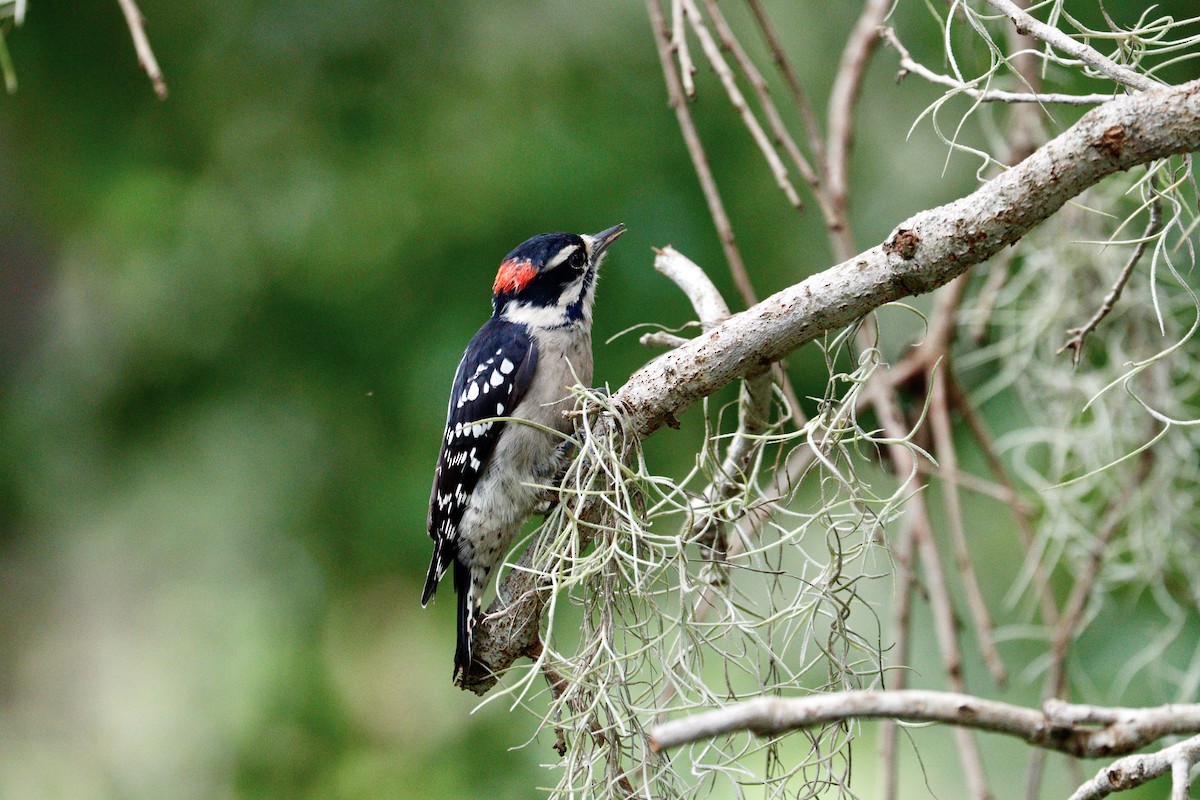 Downy Woodpecker - ML641698192