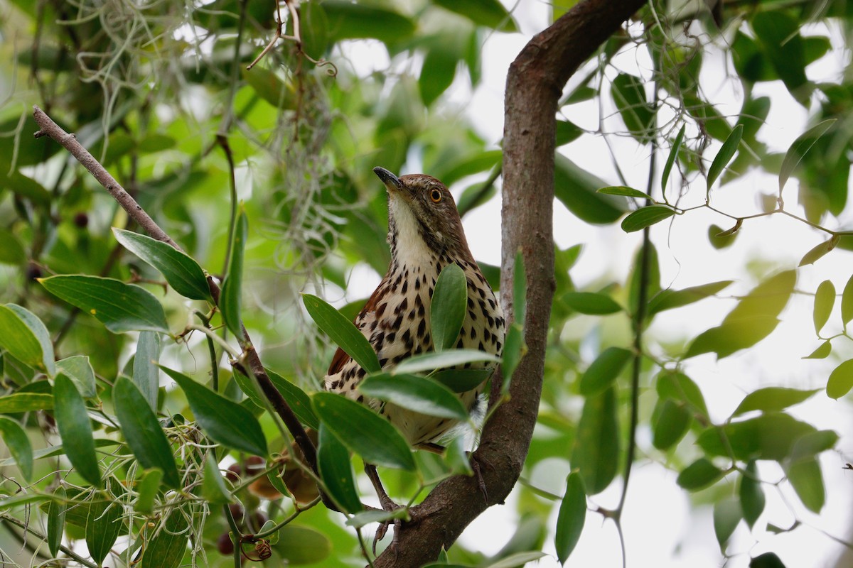 Brown Thrasher - ML641698198