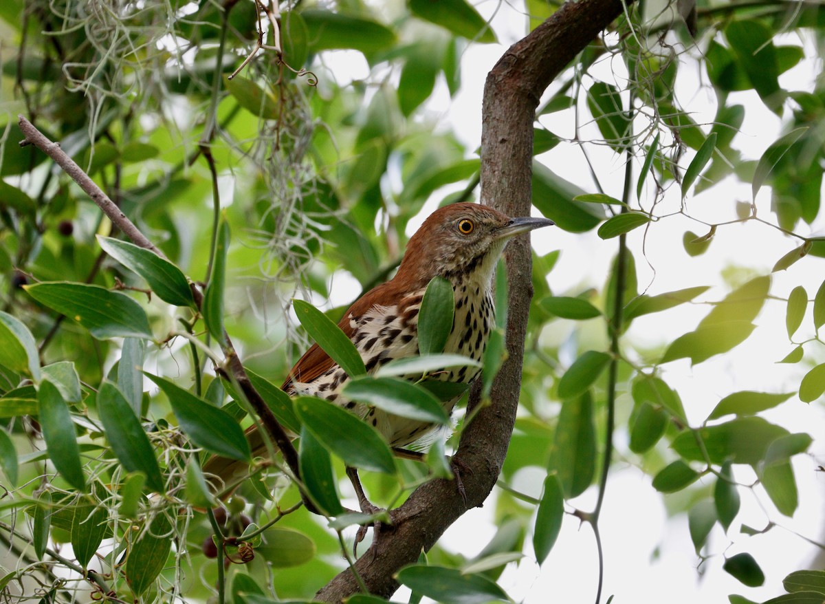 Brown Thrasher - ML641698199