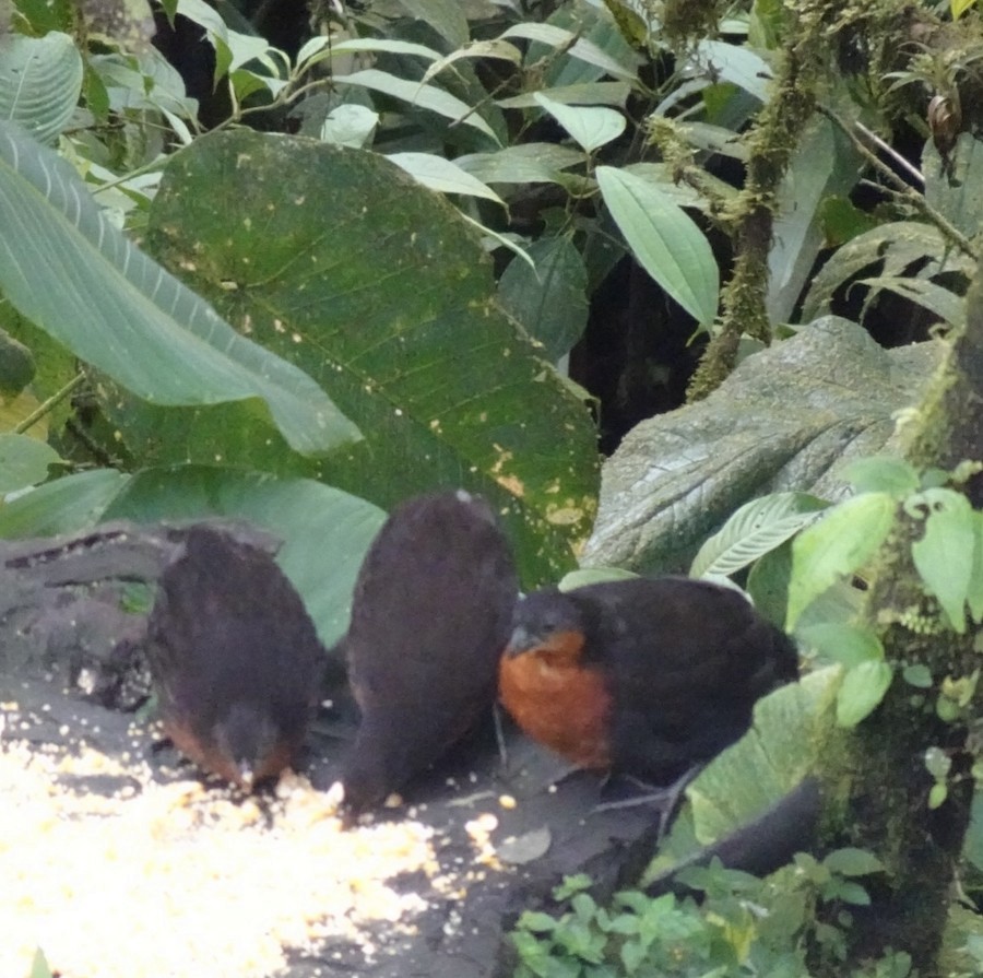 Dark-backed Wood-Quail - ML641698288