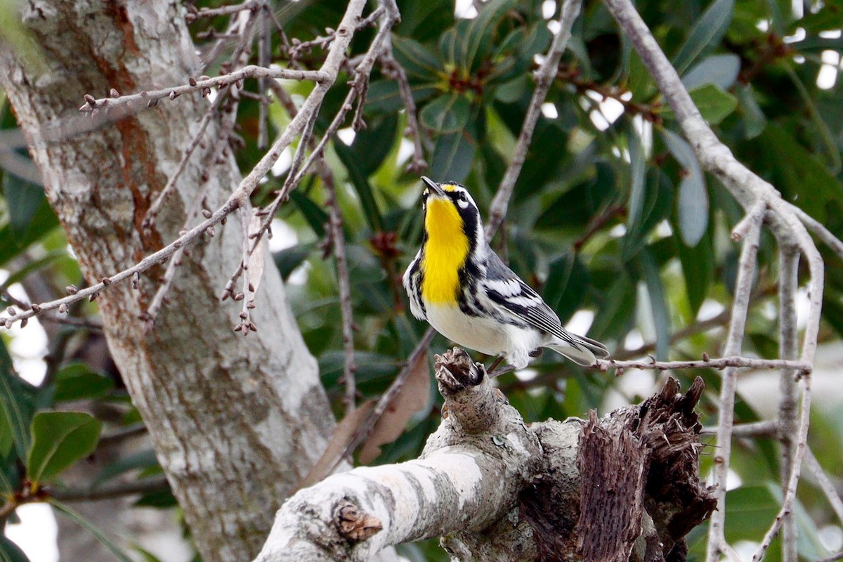 Yellow-throated Warbler - ML641698289