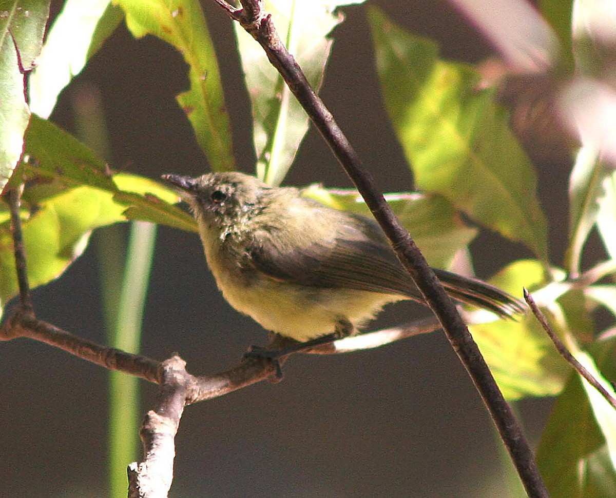 Fairy Gerygone - ML641698306