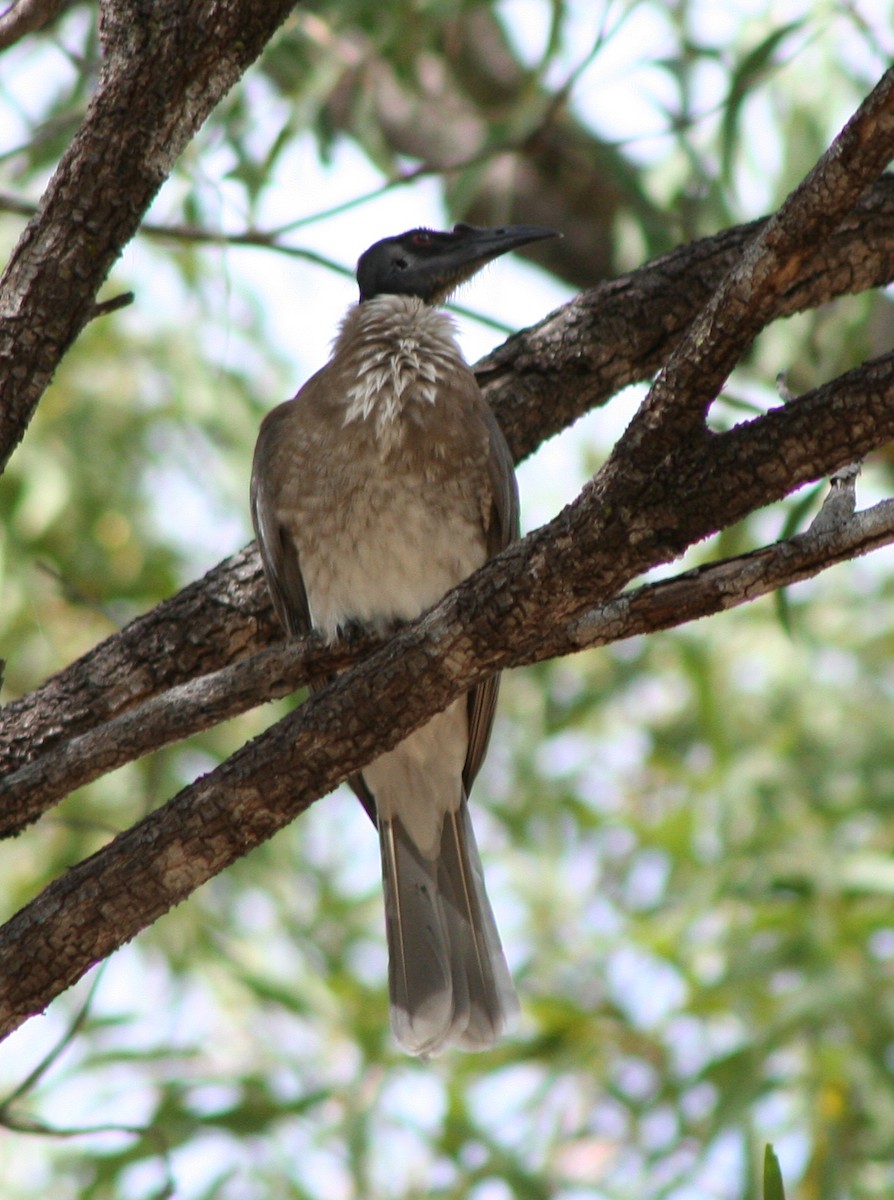 Noisy Friarbird - ML641698314
