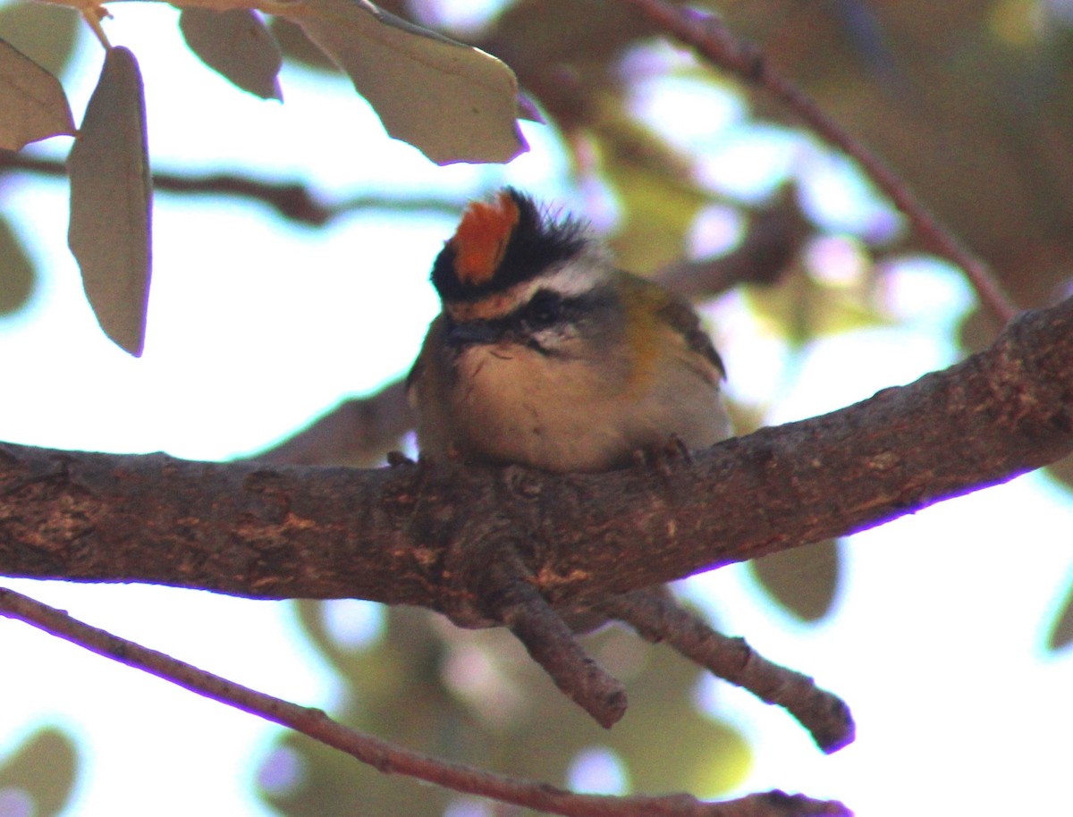 Common Firecrest - ML641698350