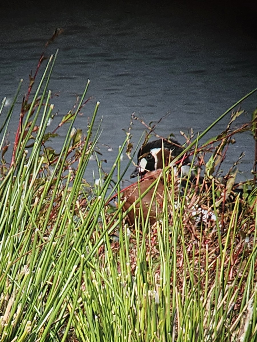 Red-breasted Goose - ML641698355