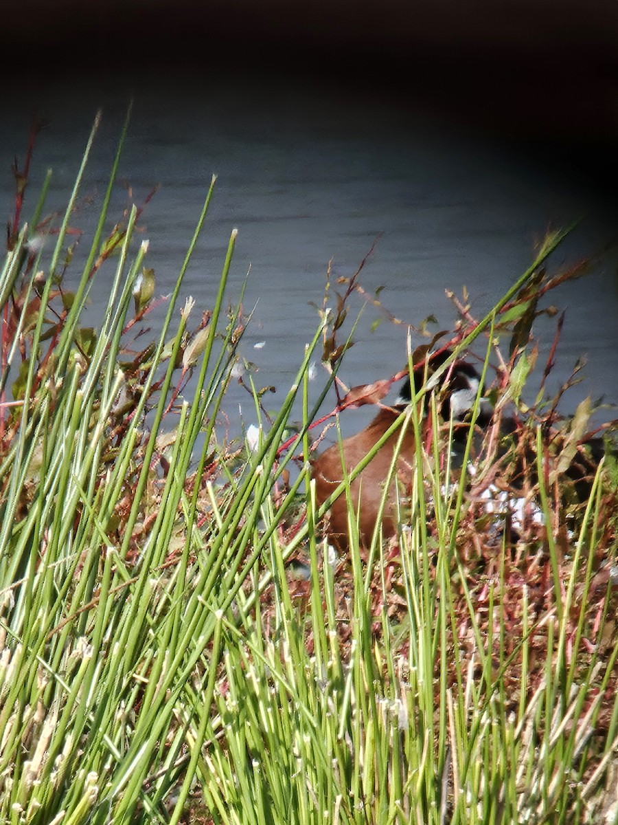 Red-breasted Goose - ML641698358