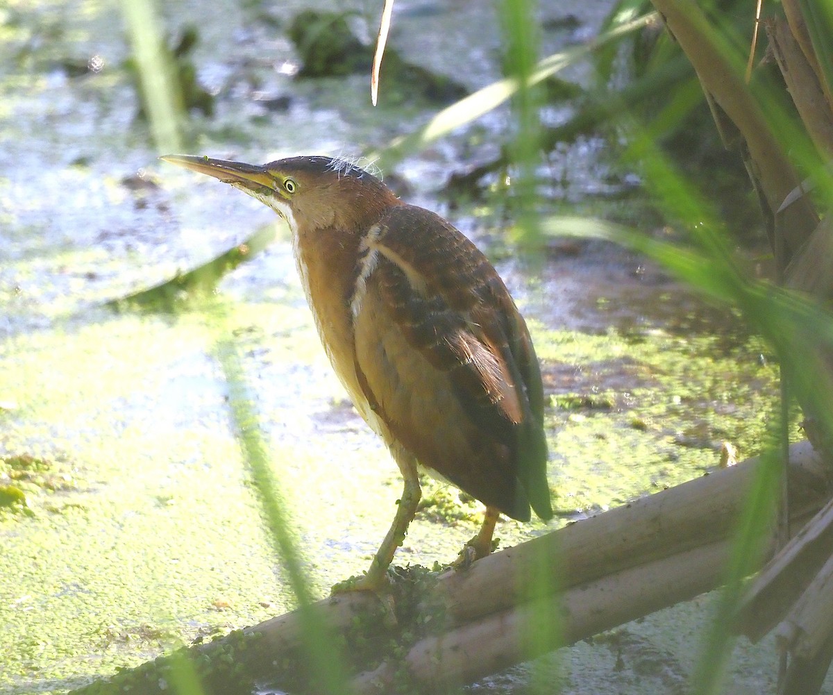Least Bittern - ML641698362