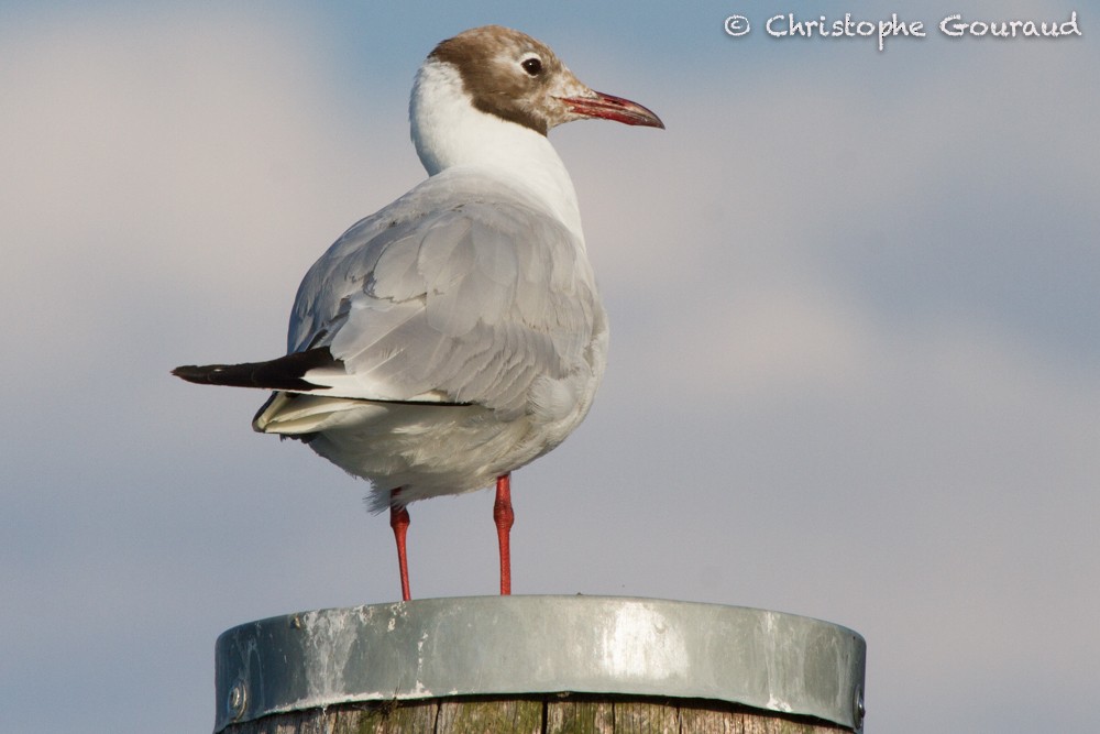 Black-headed Gull - ML64169841