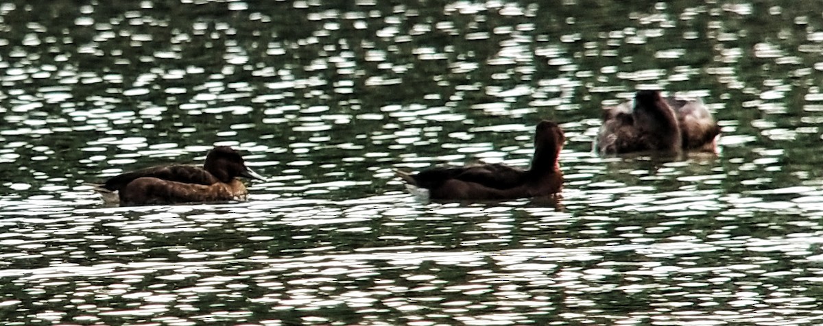 Ferruginous Duck - ML641698422