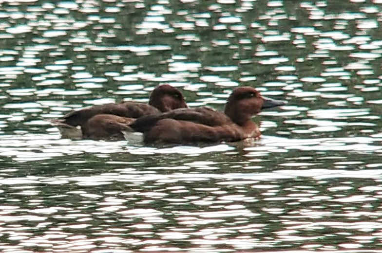 Ferruginous Duck - ML641698425