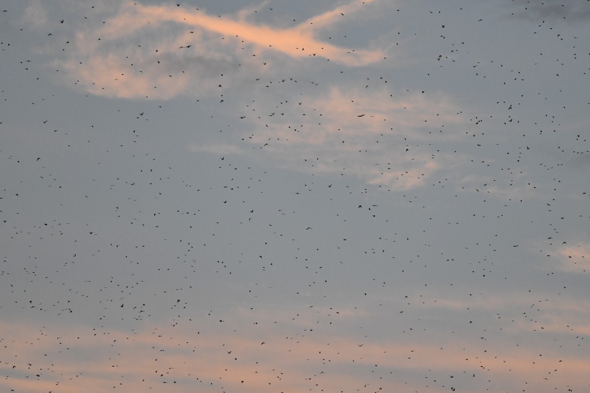 Tree Swallow - ML641698495