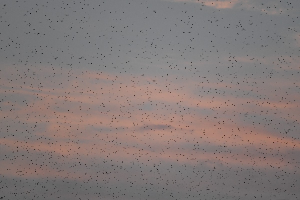 Tree Swallow - ML641698553