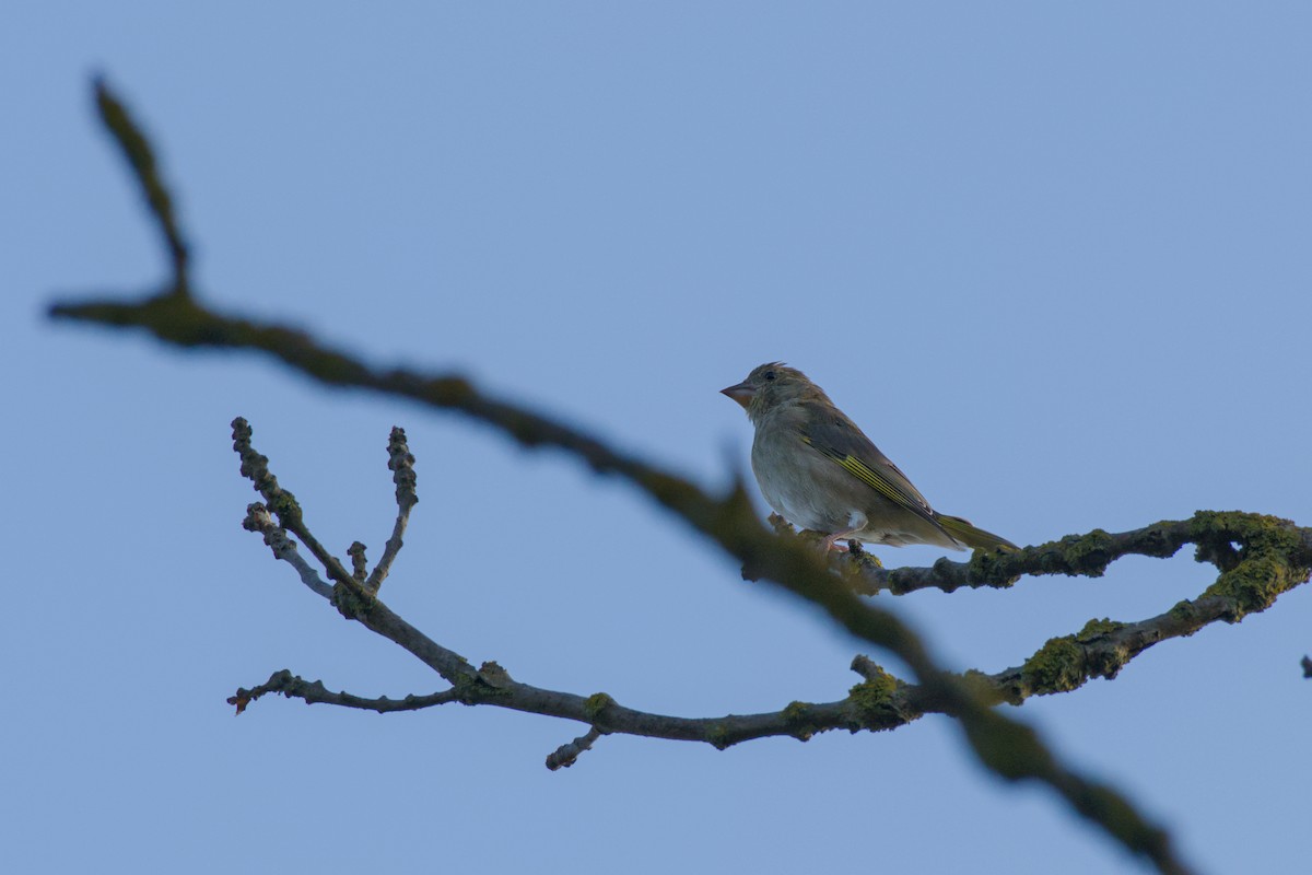 European Greenfinch - ML641698614