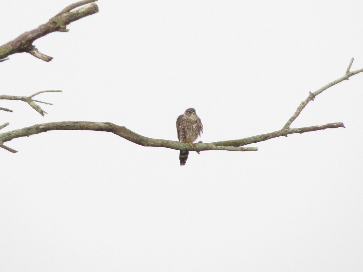 Merlin - ML641698615