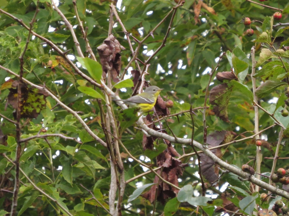 Magnolia Warbler - ML641698633