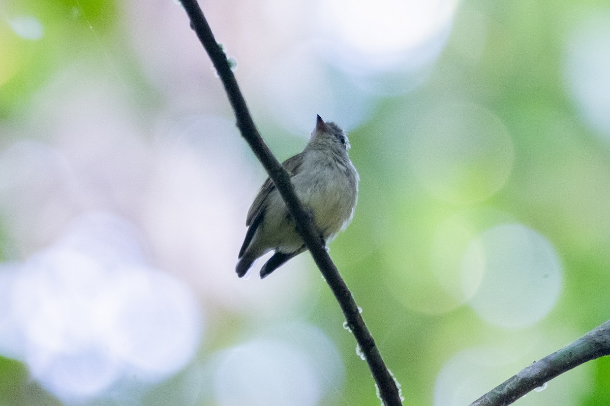 Dwarf Tyrant-Manakin - ML641698637