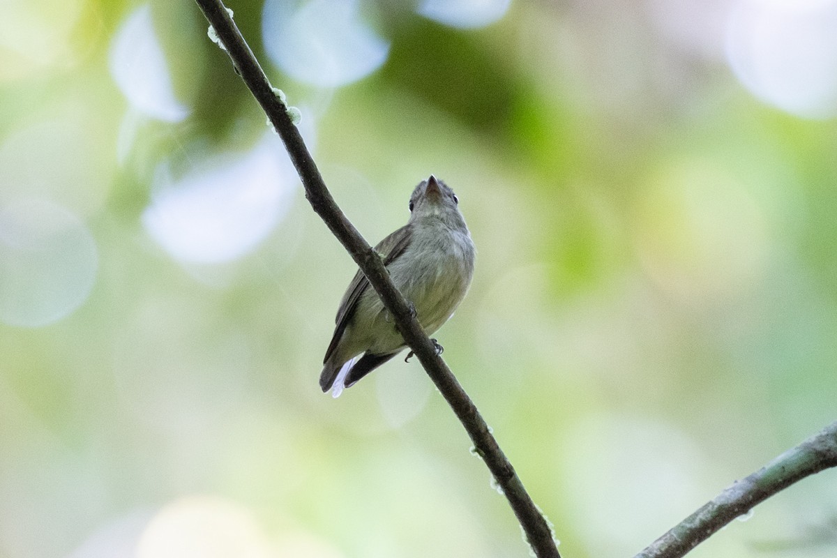 Dwarf Tyrant-Manakin - ML641698638