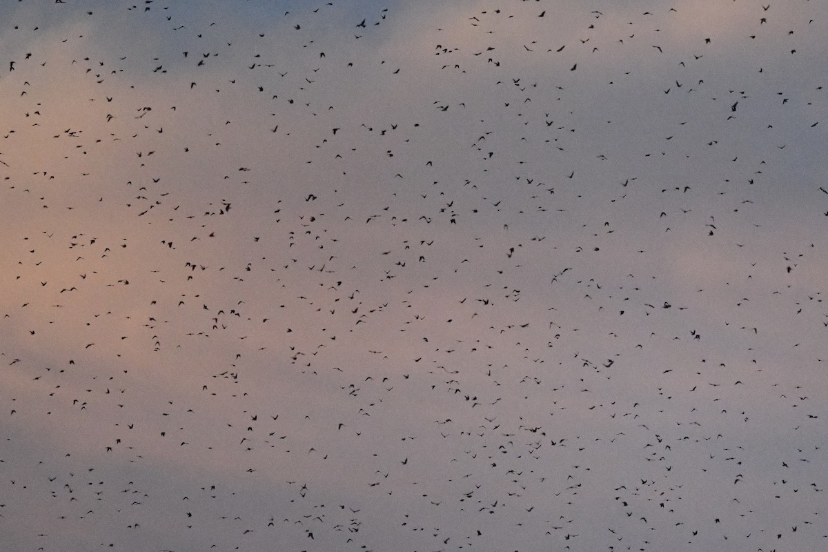 Tree Swallow - ML641698639