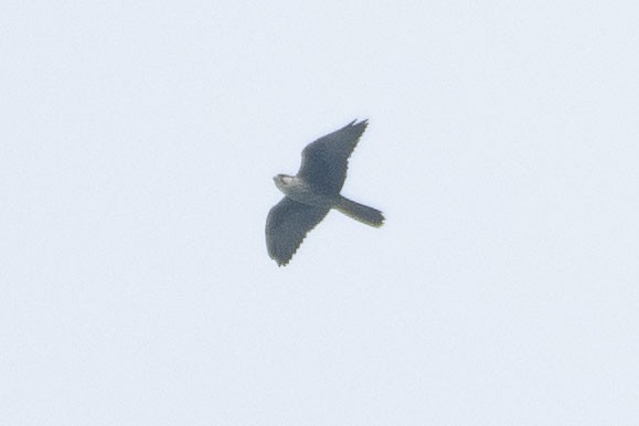 Laggar Falcon - ML641698645