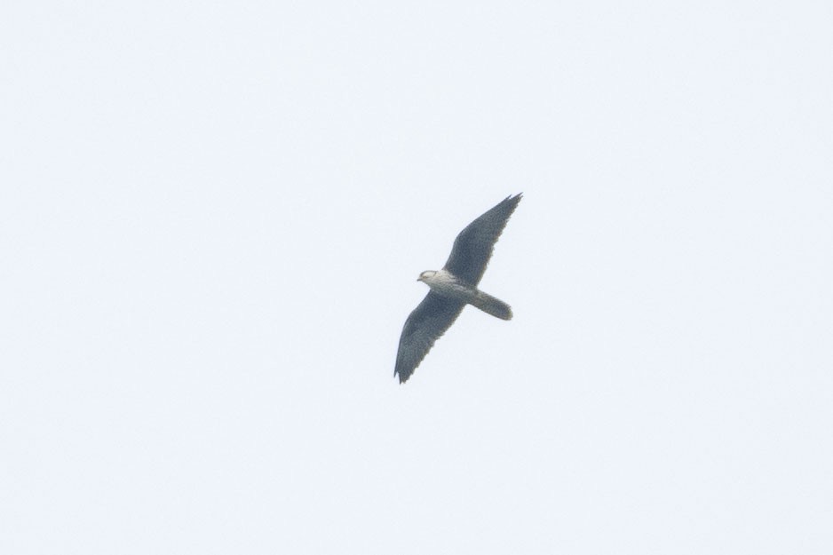 Laggar Falcon - ML641698646