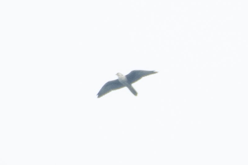 Laggar Falcon - ML641698647