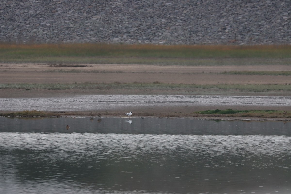 Andean Gull - ML641698649