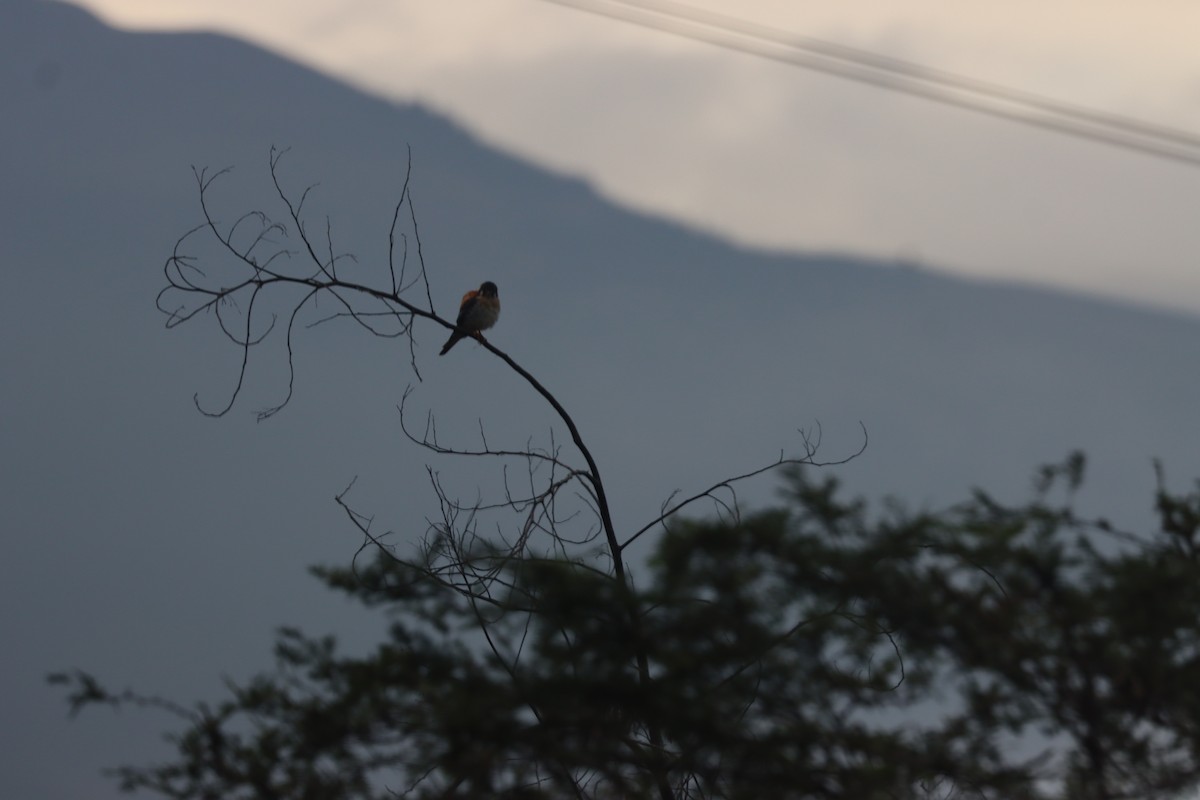 American Kestrel (South American) - ML641698656