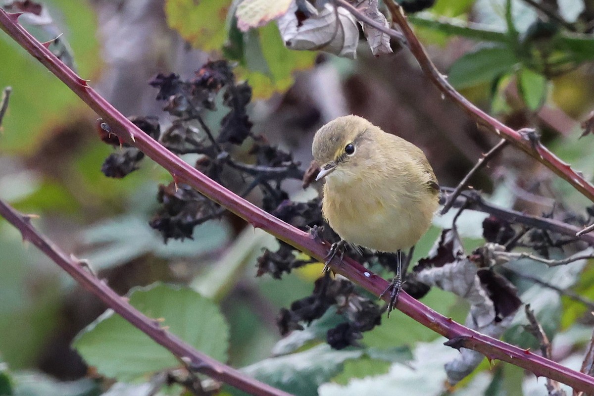 Common Chiffchaff - ML641698660