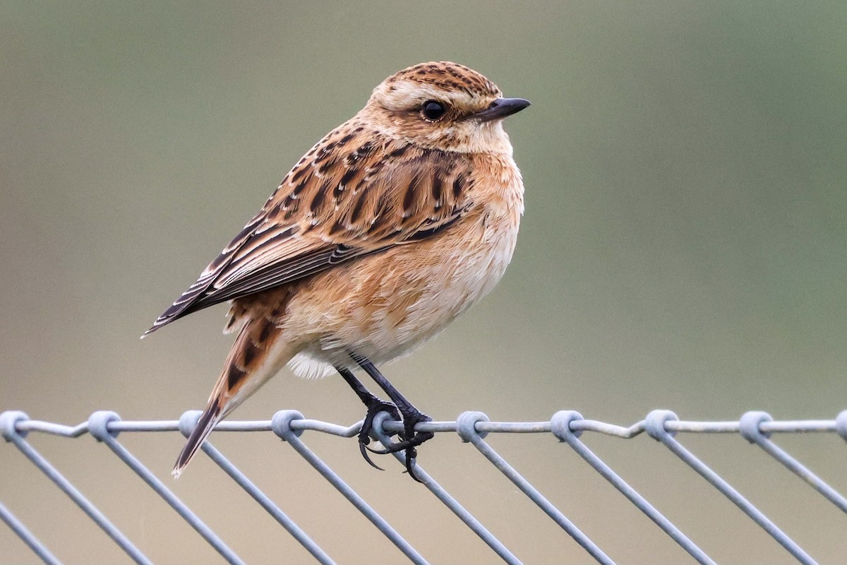 Whinchat - Ian Jones