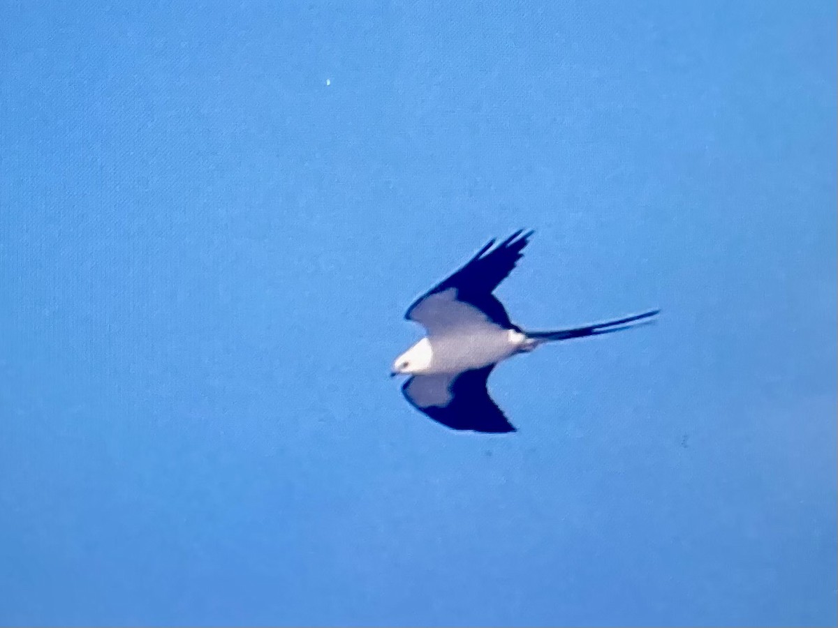 Swallow-tailed Kite - ML641698702