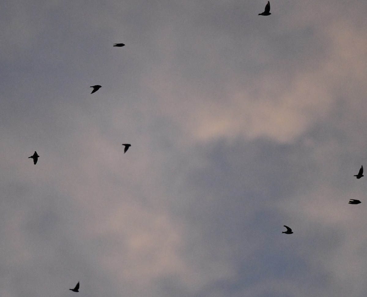 Tree Swallow - ML641698709